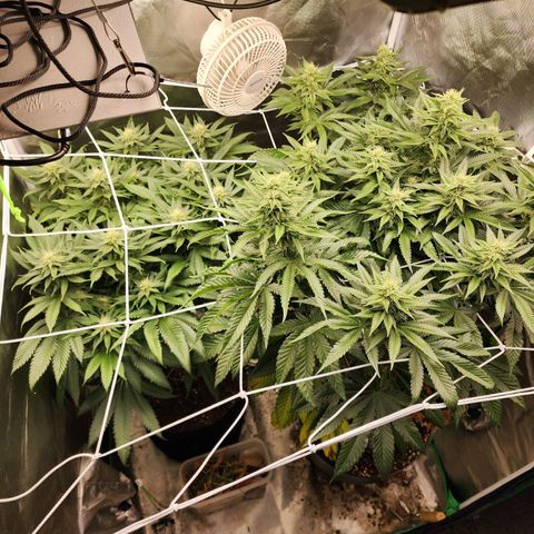 the Kineticist growlog timeline photo