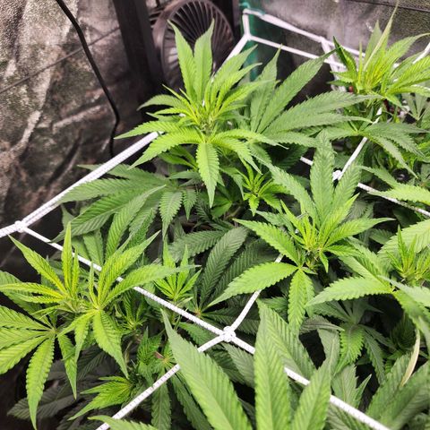 the Esoteric (Magus) growlog timeline photo