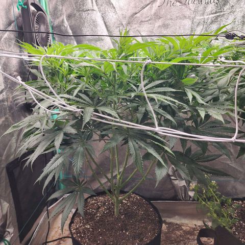 the Esoteric (Magus) growlog timeline photo