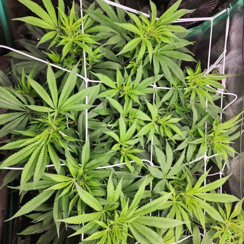 the Esoteric (Magus) growlog timeline photo