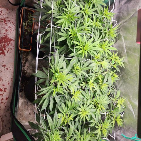 the Esoteric (Magus) growlog timeline photo