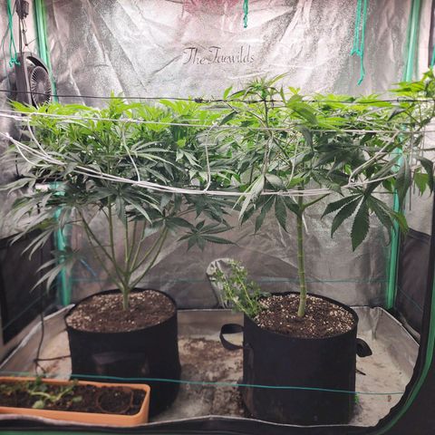 the Esoteric (Magus) growlog timeline photo