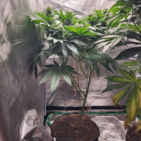 the Kineticist growlog timeline photo