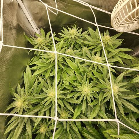 the Kineticist growlog timeline photo