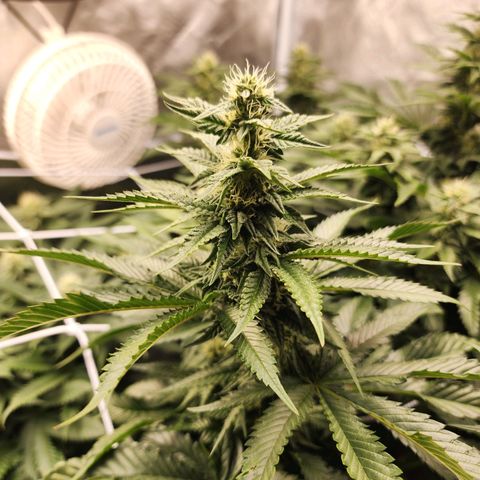 the Bloodrager growlog timeline photo