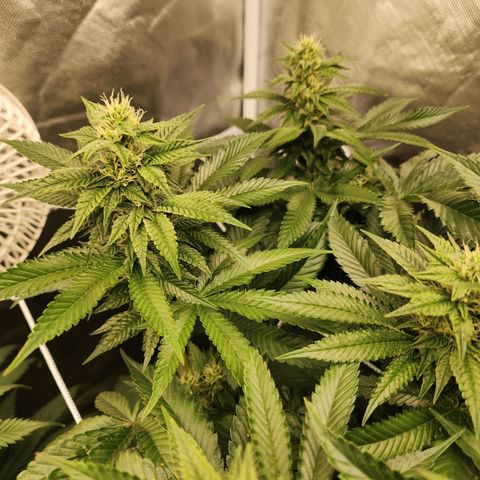 the Bloodrager growlog timeline photo