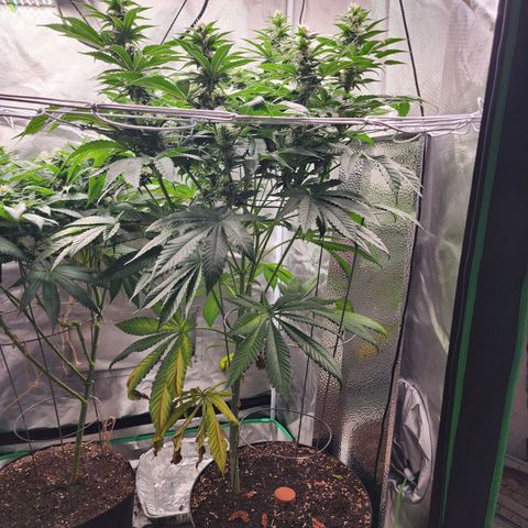 the Bloodrager growlog timeline photo