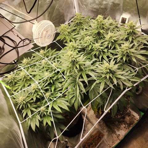 the Kineticist growlog timeline photo