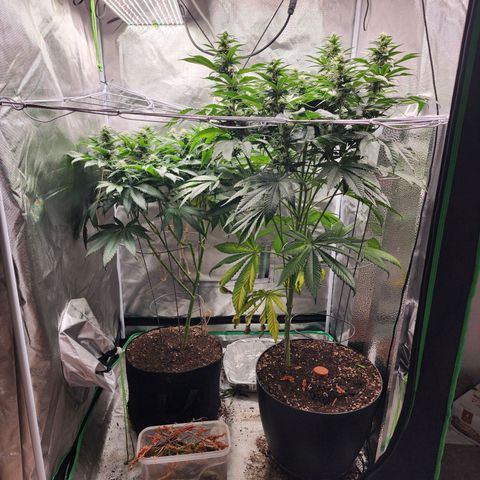 the Kineticist growlog timeline photo