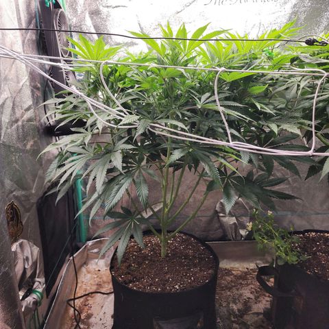 the Esoteric (Magus) growlog timeline photo