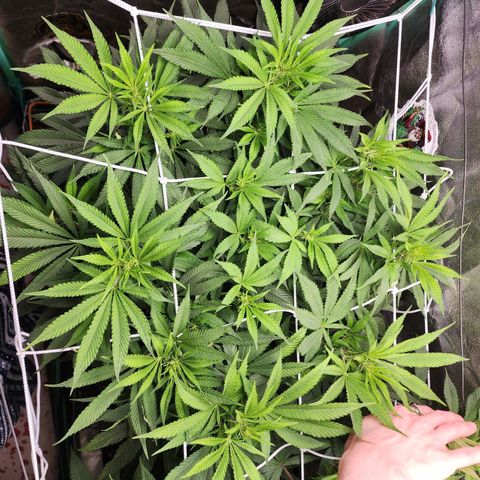 the Esoteric (Magus) growlog timeline photo