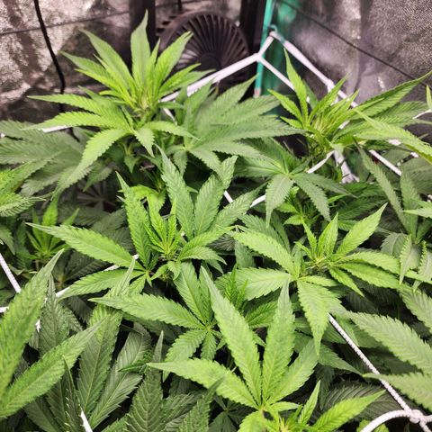 the Esoteric (Magus) growlog timeline photo