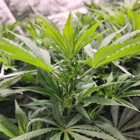 the Esoteric (Magus) growlog timeline photo