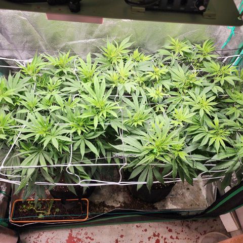 the Esoteric (Magus) growlog timeline photo