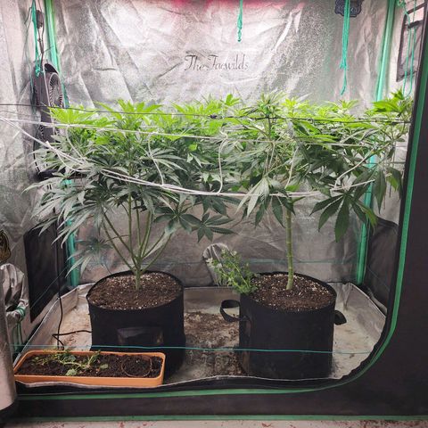 the Esoteric (Magus) growlog timeline photo
