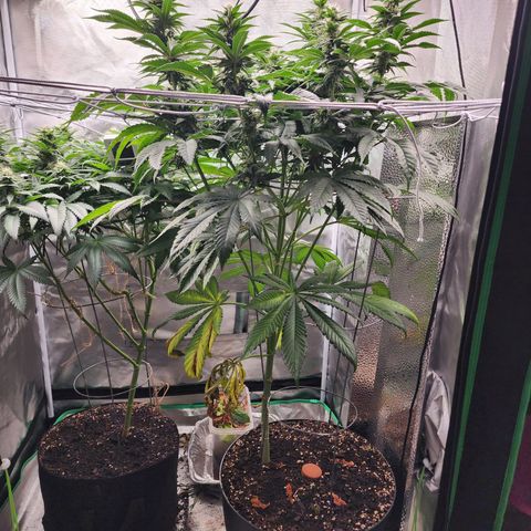 the Bloodrager growlog timeline photo