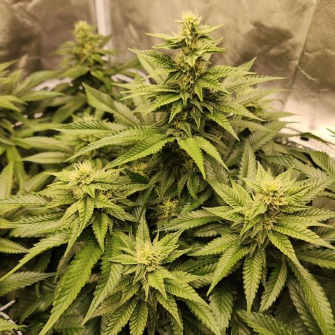 the Bloodrager growlog timeline photo