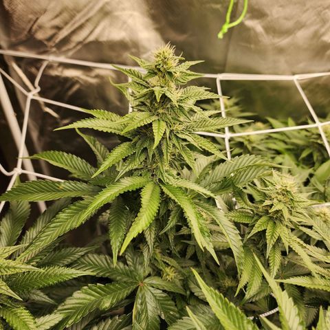 the Bloodrager growlog timeline photo