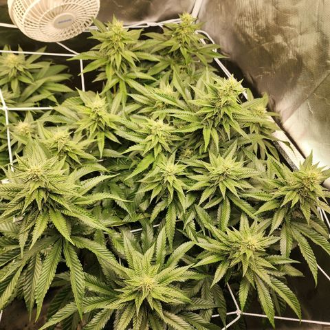 the Bloodrager growlog timeline photo