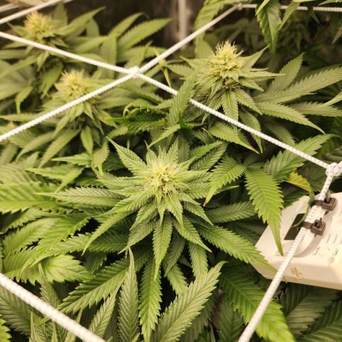 the Kineticist growlog timeline photo