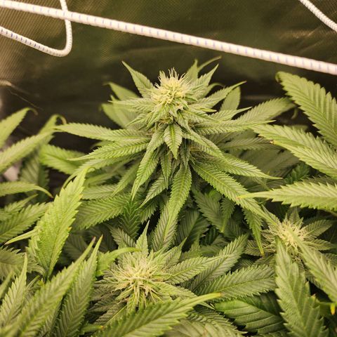the Kineticist growlog timeline photo