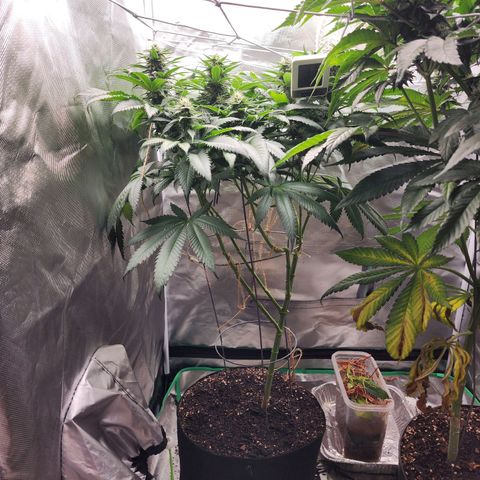 the Kineticist growlog timeline photo