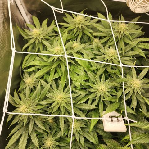 the Kineticist growlog timeline photo