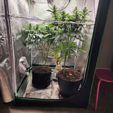 the Kineticist growlog timeline photo