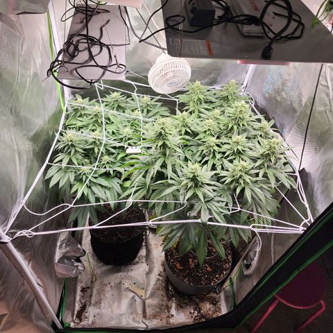the Kineticist growlog timeline photo