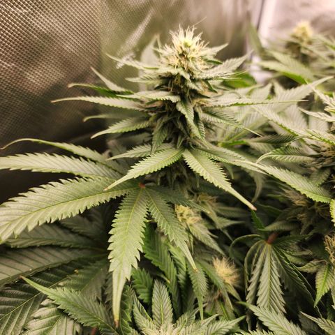 the Kineticist growlog timeline photo