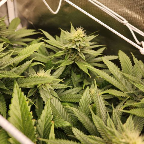 the Kineticist growlog timeline photo