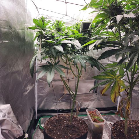 the Kineticist growlog timeline photo