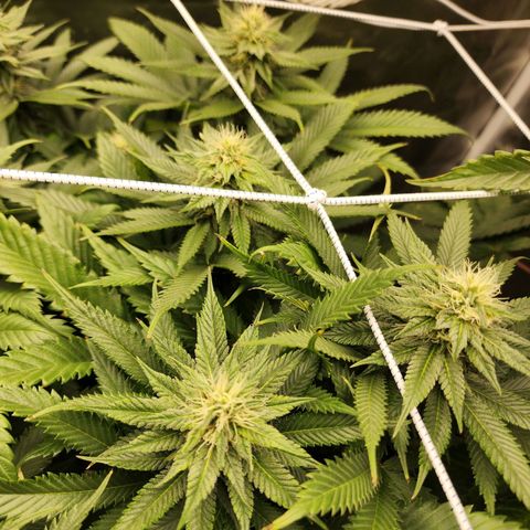 the Kineticist growlog timeline photo
