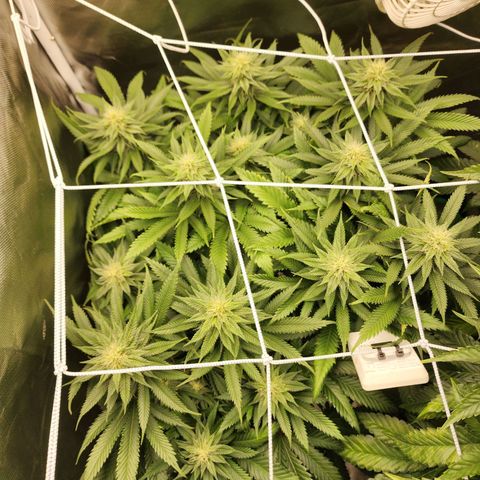 the Kineticist growlog timeline photo