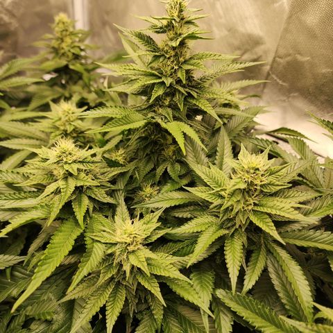 the Bloodrager growlog timeline photo