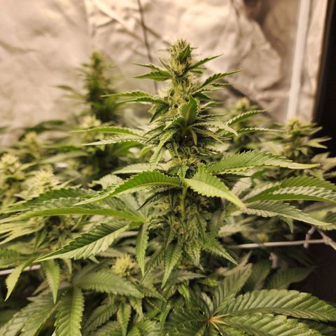 the Bloodrager growlog timeline photo