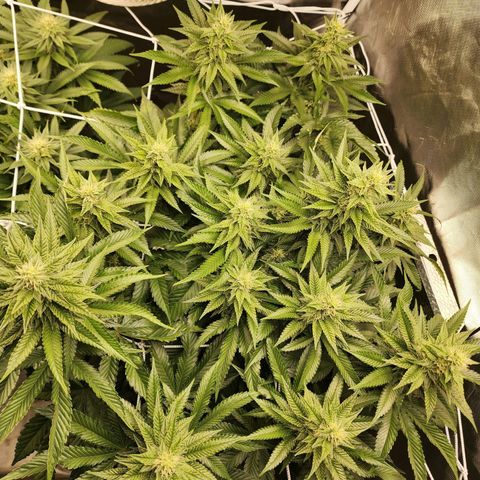 the Bloodrager growlog timeline photo