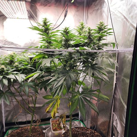 the Bloodrager growlog timeline photo