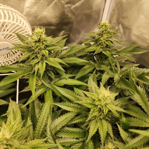 the Bloodrager growlog timeline photo