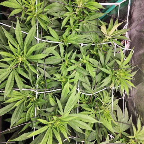 the Esoteric (Magus) growlog timeline photo