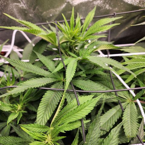 the Esoteric (Magus) growlog timeline photo