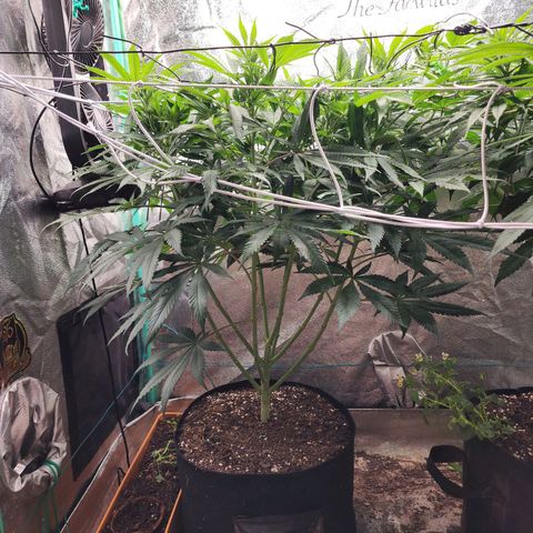 the Esoteric (Magus) growlog timeline photo