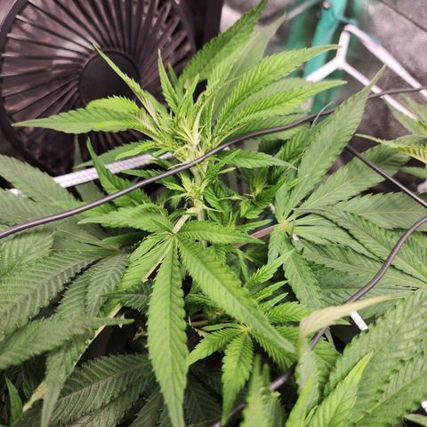 the Esoteric (Magus) growlog timeline photo