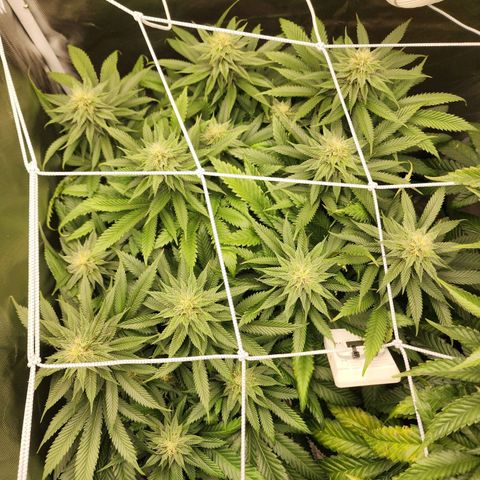 the Kineticist growlog timeline photo