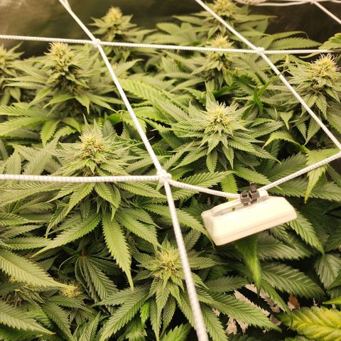 the Kineticist growlog timeline photo