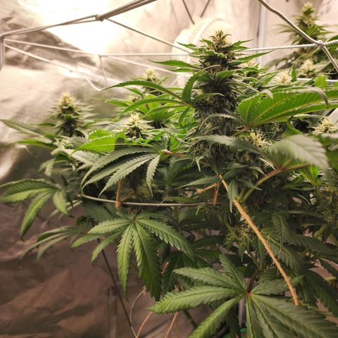 the Kineticist growlog timeline photo