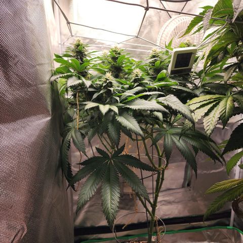 the Kineticist growlog timeline photo