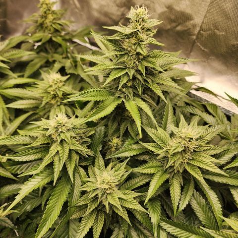the Bloodrager growlog timeline photo
