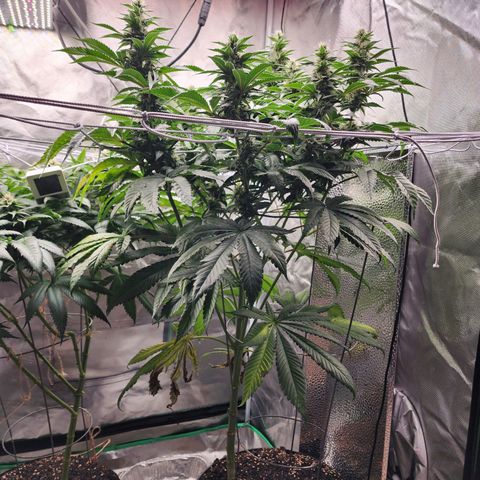 the Bloodrager growlog timeline photo