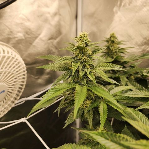 the Bloodrager growlog timeline photo